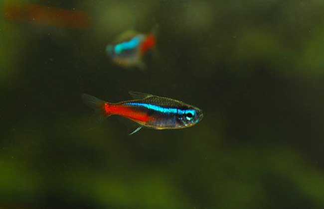 霓虹灯鱼怎么养?