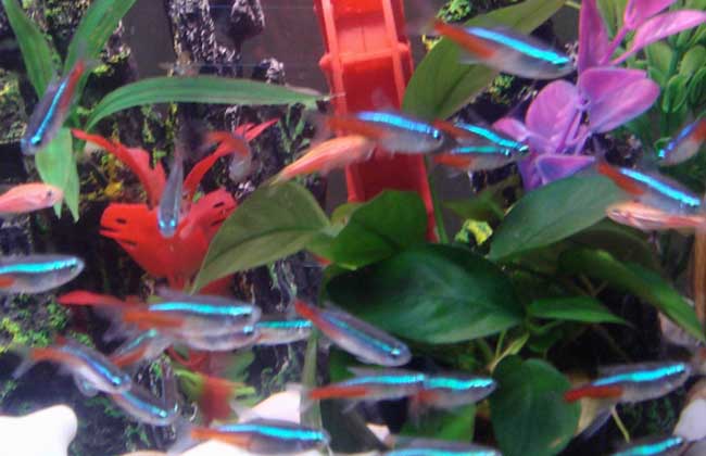 红绿灯鱼怎么繁殖?