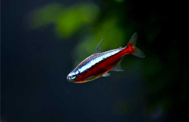 宝莲灯鱼怎么养?