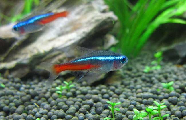 红绿灯鱼怎么养?