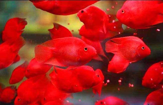 常见的风水鱼有哪几种?