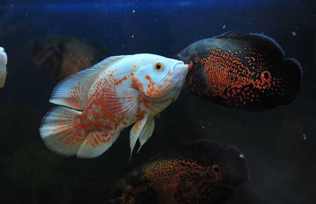 地图鱼如何繁殖?