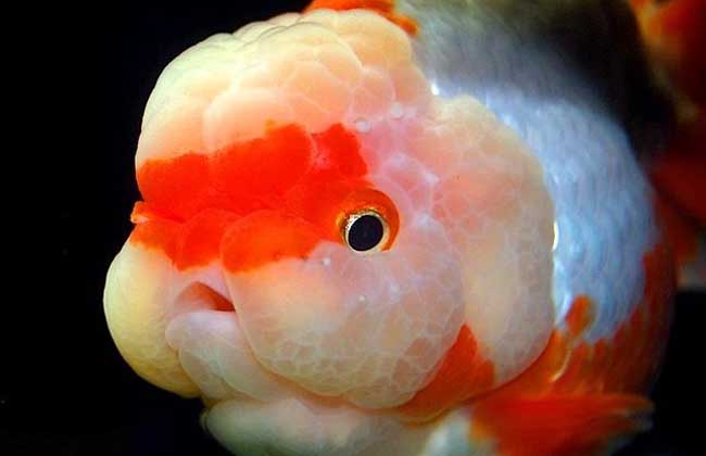 家里养鱼多久换一次水