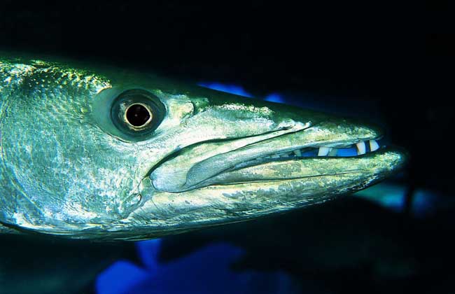 带鱼是深海鱼吗?