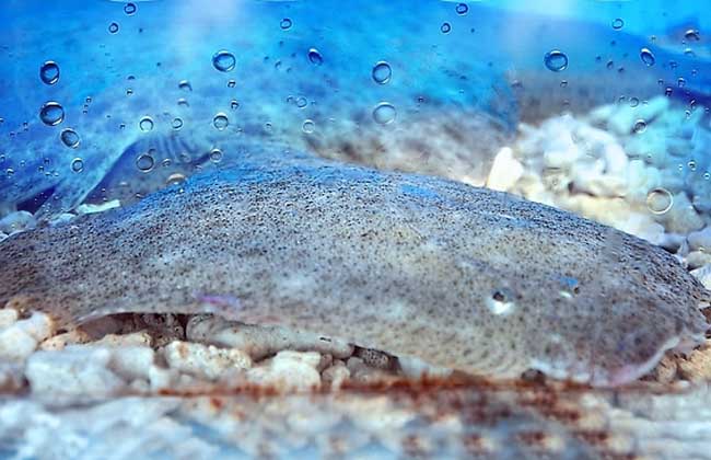 多宝鱼吃什么食物?