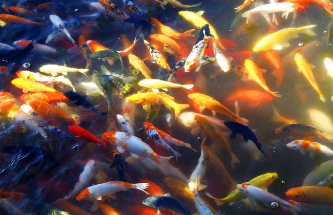 观赏鱼的品种分类有哪些？