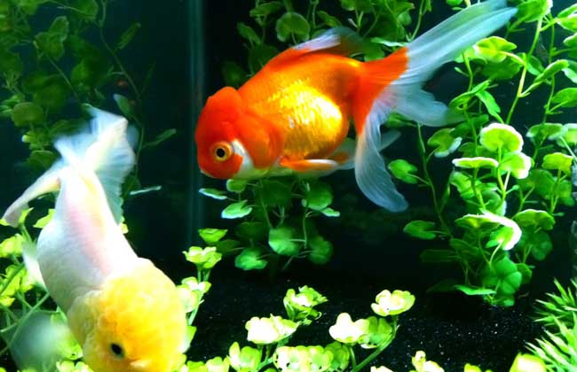 金鱼吃什么食物？