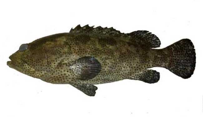 石斑鱼产地有哪些地方？