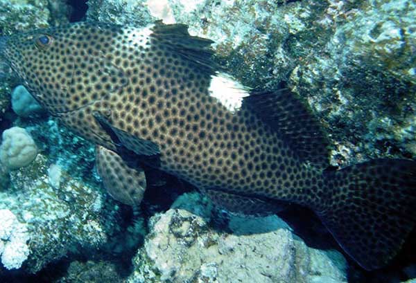 石斑鱼的种类有哪些？