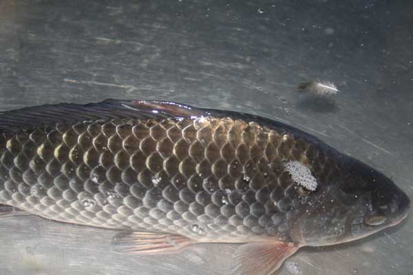 鲫鱼养殖过程中的注意事项