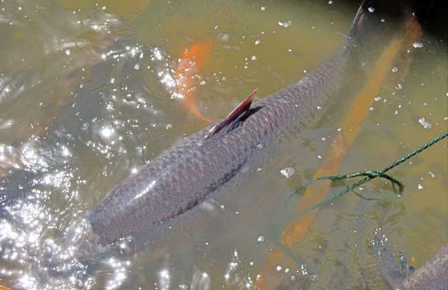 草鱼、青鱼、鲢鱼和鳙鱼的肉眼识别方法