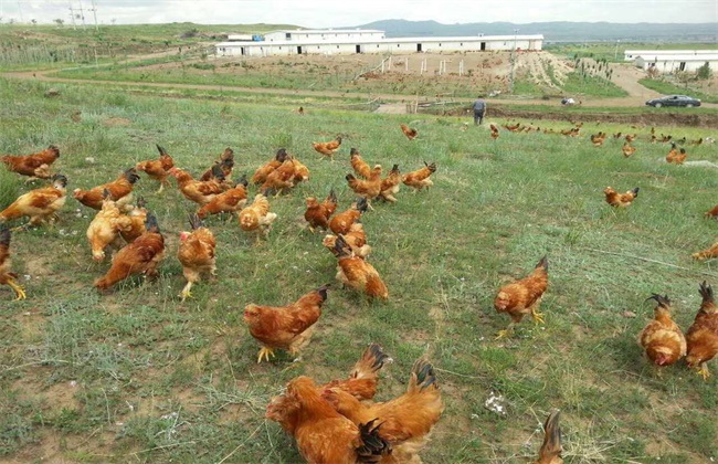 散养鸡的养殖方法