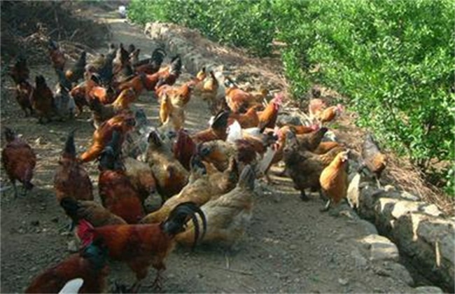 林下养鸡有什么好处