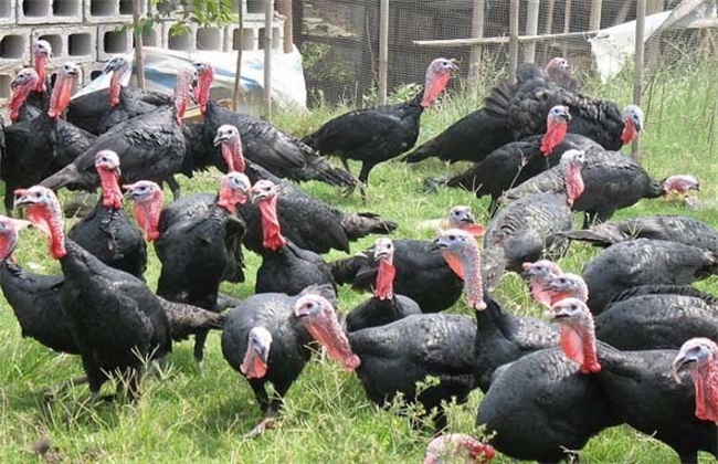 2018火鸡养殖赚钱吗