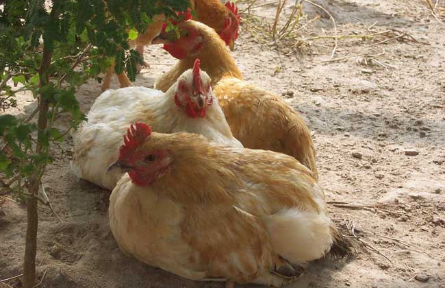 三黄鸡是什么鸡？