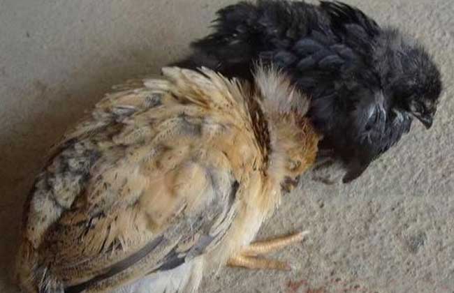 鸡传染性法氏囊病防治方法