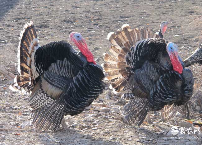 火鸡养殖成本和利润