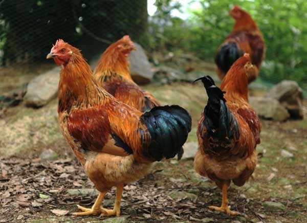 2015年养鸡赚钱吗？