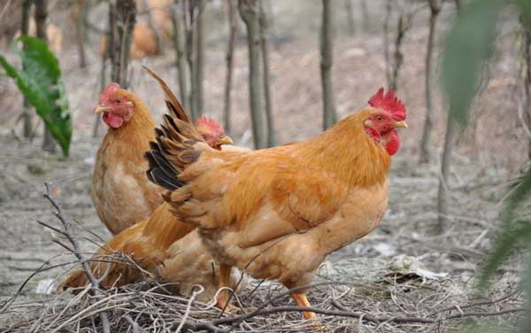 鸡伤寒的防治措施