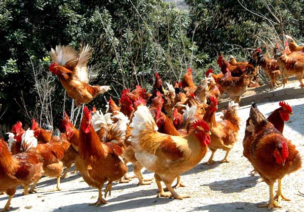 蛋鸡拉稀的防治方法