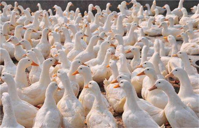 鸭子不长肉怎么办