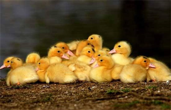 培育雏鸭时的注意事项