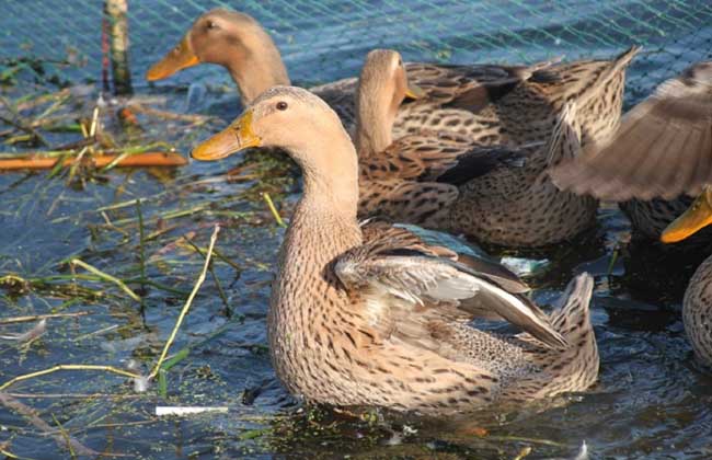 养鸭子需要多少投资?