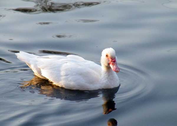 鸭子为什么会吃毛?