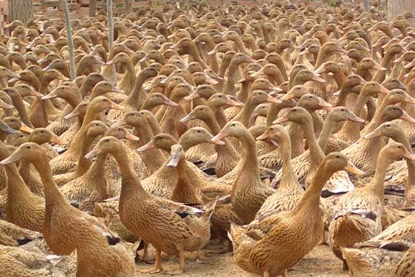 如何延长蛋鸭产蛋高峰期?