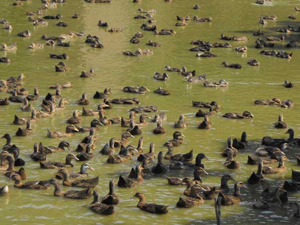 怎样提高鸭子的产蛋量?