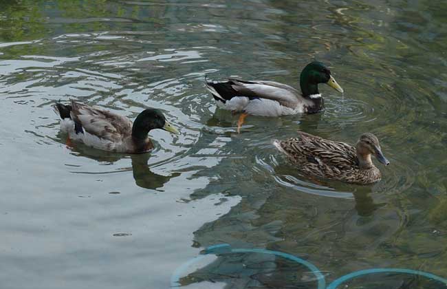 如何提高雏鸭成活率?