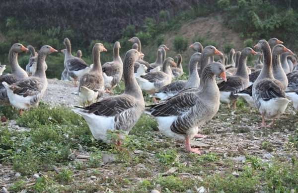 早春养鹅的注意事项