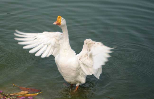 如何防止雏鹅中毒?