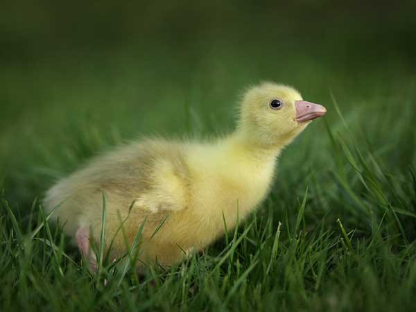 雏鹅养殖管理技术