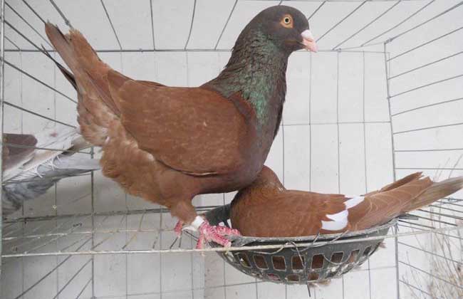 鸽子怎么分公母？