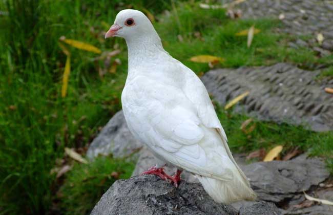 2017年养什么鸽子最赚钱