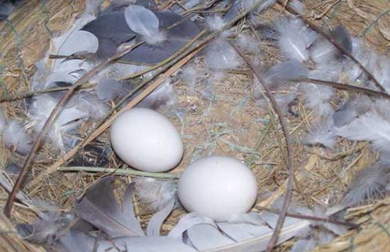 鸽子无精蛋增多的怎么办？