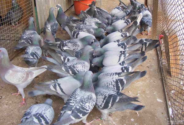 如何才能引进优良肉鸽品种？