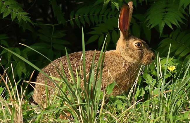 野兔养殖投资多少钱？
