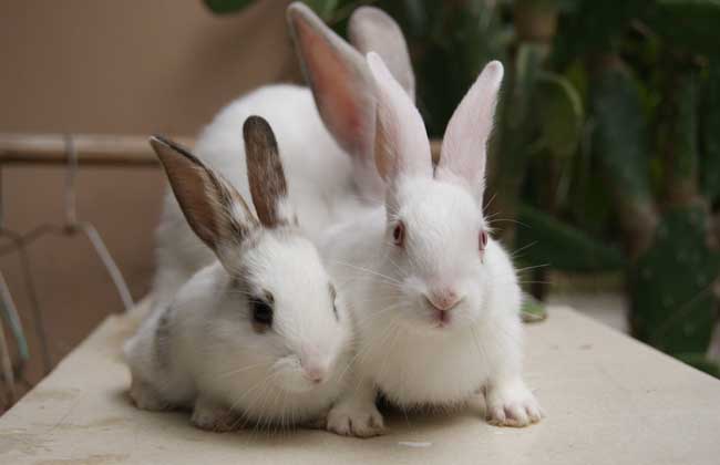 兔子吃什么食物?