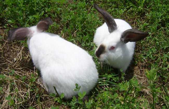 兔子怎么养才不会死?