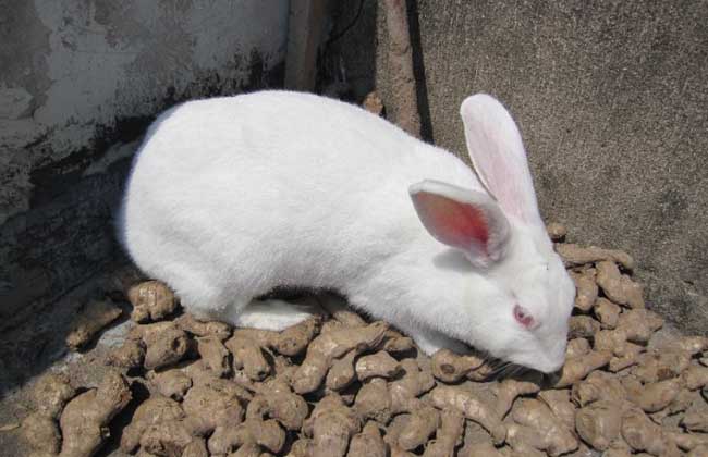 兔子怎么分公母?