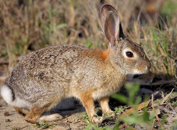 野兔春季如何保温防寒?