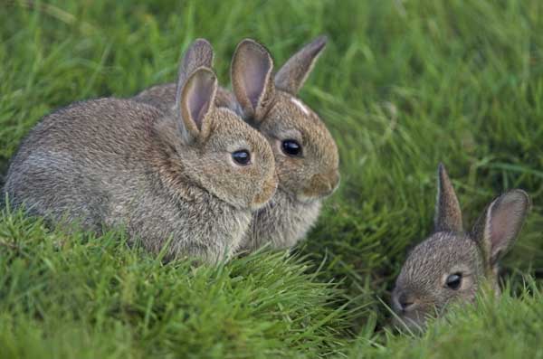 2017年养兔子赚钱吗?