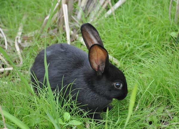 如何提高母兔受孕率?