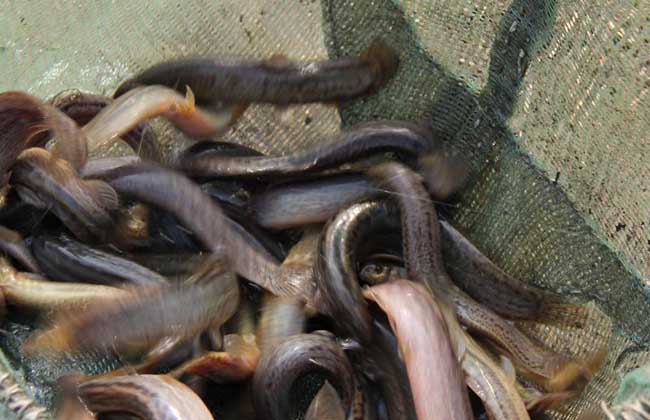 泥鳅鳃霉病防治技术