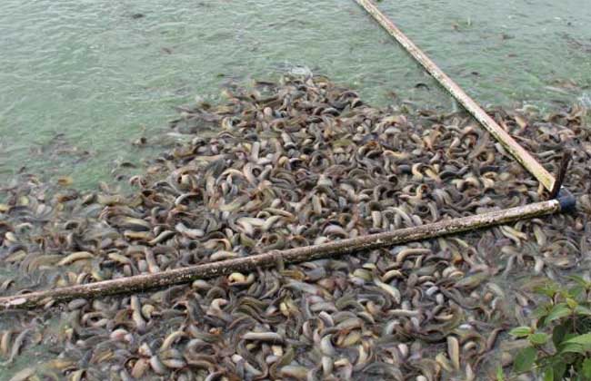 中华沙鳅养殖技术