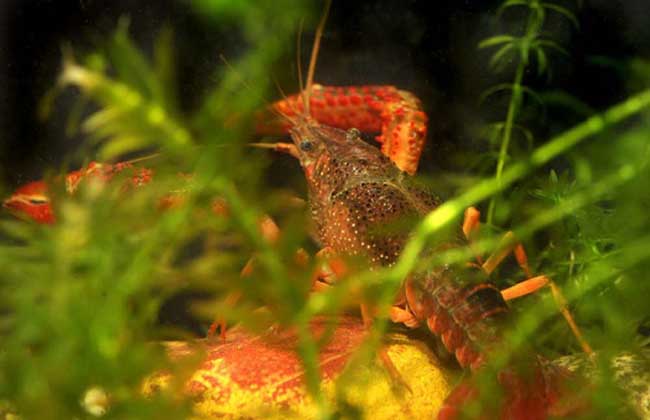 龙虾池水草种植技术