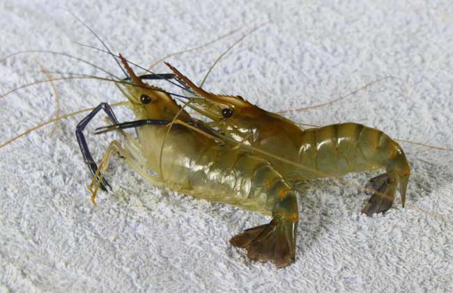 河虾吃什么食物?