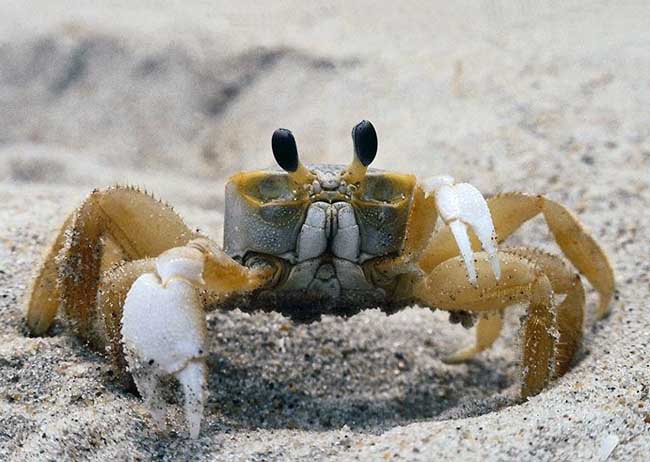 海蟹怎么保存最好?